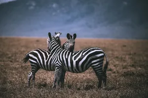 Twilight Kenya jigsaw puzzle