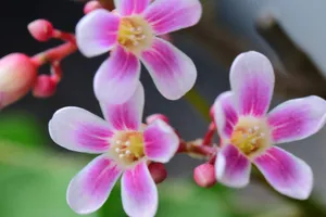 Sóc Năng Động jigsaw puzzle