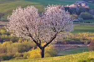 a tree jigsaw puzzle