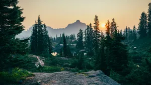 pine trees field near mountain under sunset jigsaw puzzle