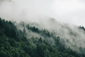 a forest of trees jigsaw puzzle