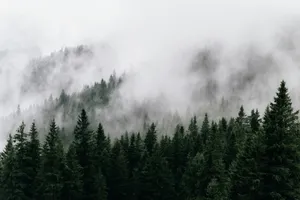 a forest filled with lots of trees covered in fog jigsaw puzzle