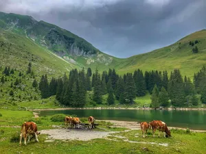 horses on green grass field near lake and mountains during daytime jigsaw puzzle