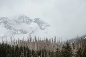 Scenic view of snow-capped mountains shrouded in mist with bare trees in the foreground. jigsaw puzzle