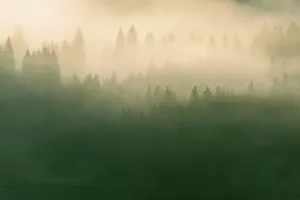 A foggy forest filled with lots of trees jigsaw puzzle
