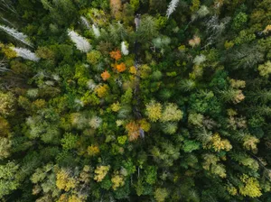 Aerial view of a dense forest with autumn foliage. jigsaw puzzle