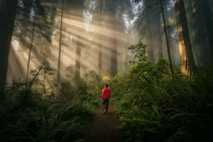 Person walking through a misty forest with sunbeams. jigsaw puzzle