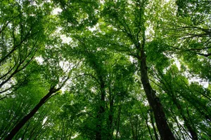 A serene view from below tall green trees in a Hungarian forest, capturing nature's beauty. jigsaw puzzle