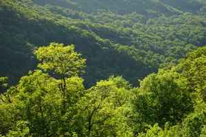 Aerial view of a vibrant green forest in summer with sunlight filtering through the trees. jigsaw puzzle