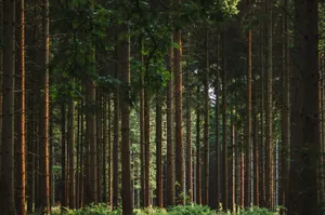 Peaceful forest scene with tall trees and lush greenery, bathed in natural light. jigsaw puzzle