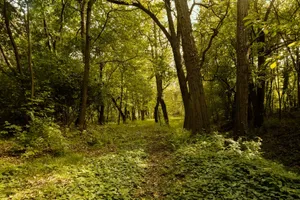 Sunlit path through a vibrant lush green forest during daytime, surrounded by tall trees and dense greenery. jigsaw puzzle