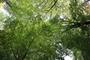 Beautiful view of green tree canopy in Vejle forest on a sunny day. jigsaw puzzle