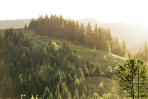 A tranquil forest landscape with sunlight illuminating lush greenery on a spring morning. jigsaw puzzle