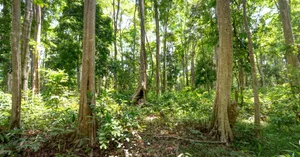 A vibrant green forest with tall trees and sunlit canopy, showcasing nature's beauty. jigsaw puzzle