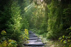forest jigsaw puzzle