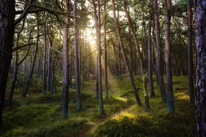 forest jigsaw puzzle