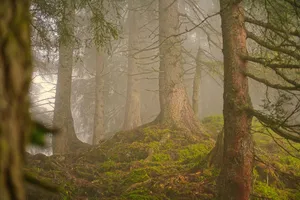 forest jigsaw puzzle
