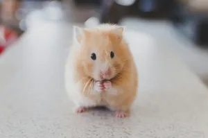 selective focus photography of brown hamster jigsaw puzzle