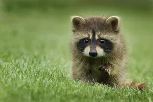 raccoon walking on lawn grass jigsaw puzzle