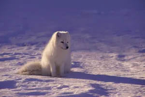 white fox sitting on snow during daytime jigsaw puzzle