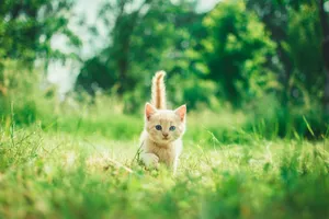 orange tabby kitten in grasses jigsaw puzzle