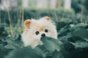 short-coat beige puppy behind green leaves jigsaw puzzle