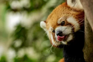 red panda climbing on tree jigsaw puzzle