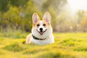 dog jigsaw puzzle