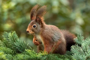 squirrel jigsaw puzzle