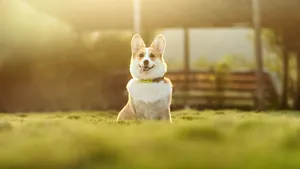 dog jigsaw puzzle