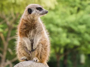 meerkat jigsaw puzzle