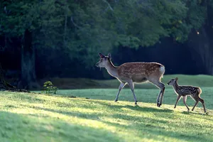 deer jigsaw puzzle