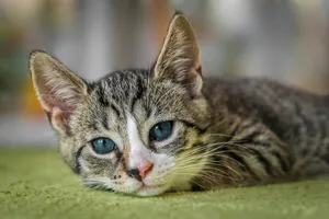 european shorthair jigsaw puzzle