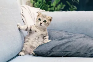brown tabby kitten jigsaw puzzle