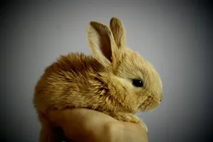 rabbit jigsaw puzzle