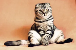 cat jigsaw puzzle