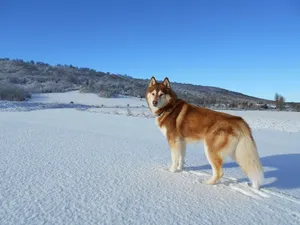 siberian husky jigsaw puzzle