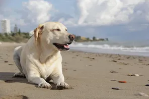 dog jigsaw puzzle