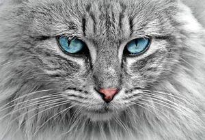 cat jigsaw puzzle