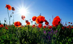 red poppy flower field at daytime jigsaw puzzle