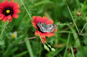 butterfly jigsaw puzzle