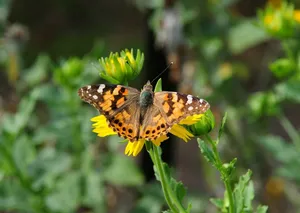 butterfly jigsaw puzzle