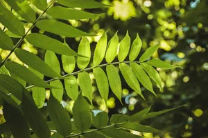 leaves jigsaw puzzle