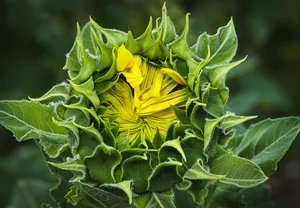 nature jigsaw puzzle