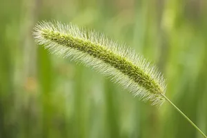 nature jigsaw puzzle