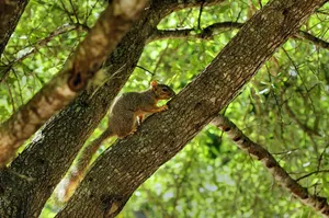 squirrel jigsaw puzzle