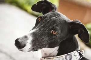 dog jigsaw puzzle