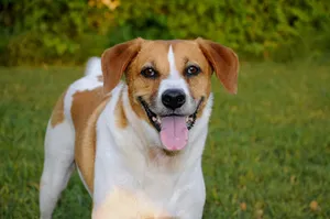 dog jigsaw puzzle