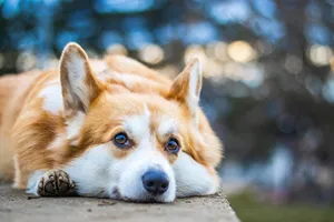 welsh corgi jigsaw puzzle