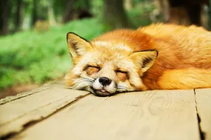 animal jigsaw puzzle